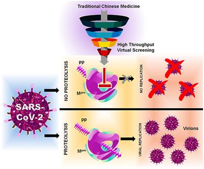 Microsecond MD Simulation and Multiple-Conformation Virtual Screening to Identify Potential Anti-COVID-19 Inhibitors Against SARS-CoV-2 Main Protease